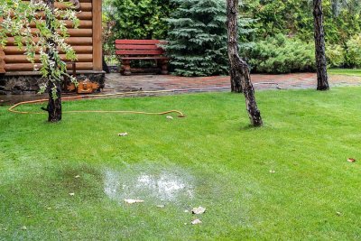 How Trees Can Ruin Your Septic Drain Field