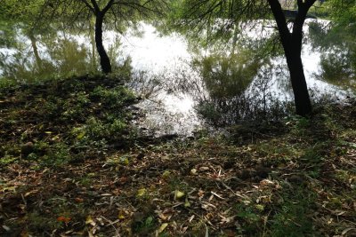 Soggy Yard? It Might Be a Septic Problem—Here’s What to Do